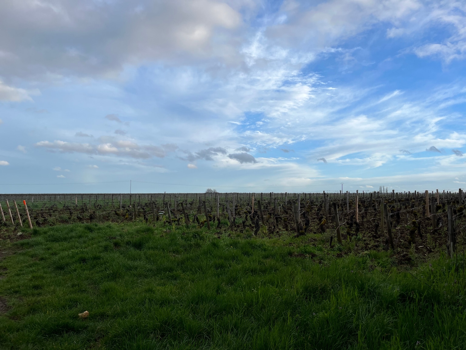 Vineyard at Pommard